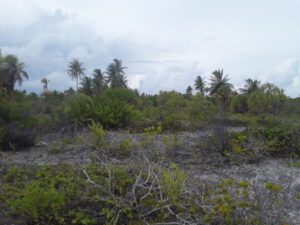 Épisode 50 !!! D'Ahé à Tikehau, petits atoll au nord des Tuamotus